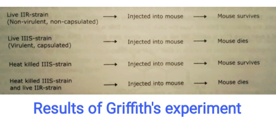 Live IIR-strain (Non-virulent, non-capsulated) Injected into mouse Mouse survives Live IIIS-strain (Virulent, capsulated) Inj
