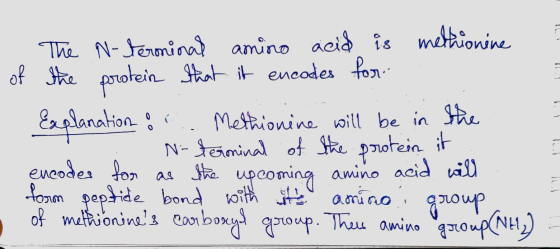 e - The N-terminal amino acid is methionine of the protein that it encodes for - Explanation oc. Methionine will be in the :