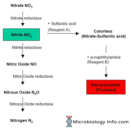 Nitrate NO3 Nitrate reductase + Sulfanilic acid (Reagent A) Nitrite NO, Colorless (Nitrate-Sulfanilic acid) Nitrite reductase