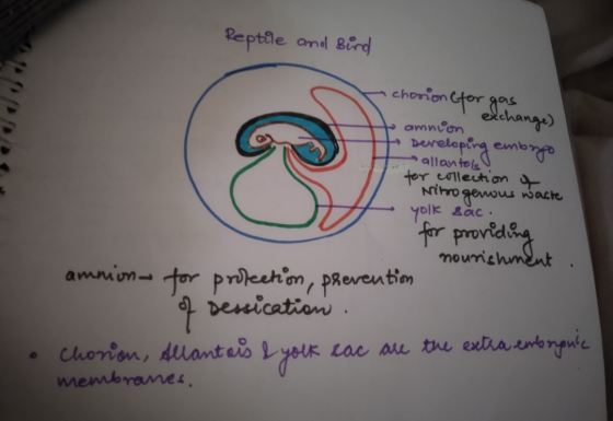 Reptile and Bird (chorion for go hange) to amnion exchange) Developing embryo allantois for collection of • Nitrogenous waste