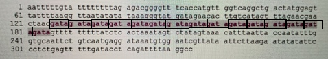 1 aatttttgta ttttttttag agacggggtt tcaccatgtt ggtcaggetg actatggagt 61 tattttaagg ttaatatata taaagggtat gatagaacac ttgtcatagt