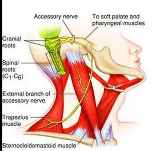 Accessory nerve To soft palate and pharyngeal muscles Cranial roots Spinal roots (C1-C6) External branch of - accessory nerve