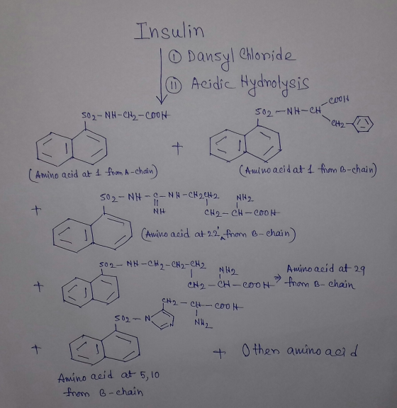 Insulin O pansy Aeidic Hydnolysis Chlonide 502-NH-CH CH2 S02- NH-CH2-C00N + fhm -chain) CAminoaeid at Amino acid at 1 from A-