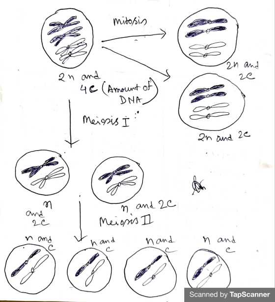 mitosin 2n and ze an and 40 (Amount of DNA Meiosis an and 2e n and 2c Meiosis I re n and n and hand n and c a Scanned by TapS