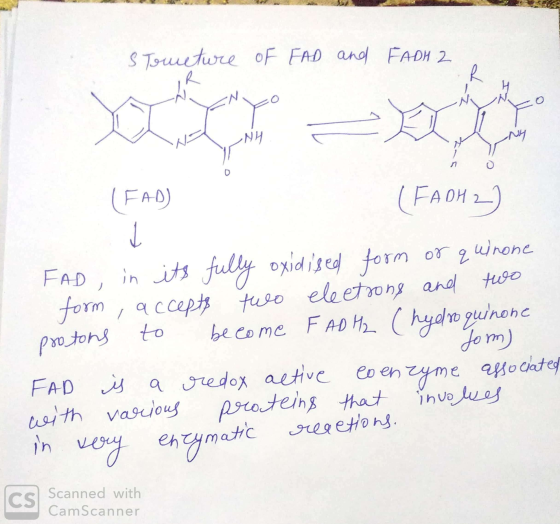Stometure of FAD EADH 2 and FADH 2 & NH Co (FAD) (FADH2) Jom) FAD, in its fully oxidised form or quinone form, accepts two el