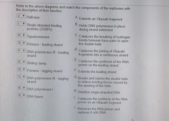 Helicase strand Refer to the above diagrams and match the components of the replisome with the description of their function