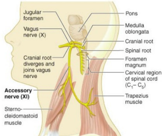Jugular foramen Pons Vagus nerve (X) Cranial root diverges and joins vagus nerve Medulla oblongata Cranial root Spinal root F