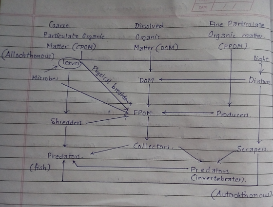 DATE ae Particulate Dissolved Organic Matter ol aase Particulabe Crganic Mlater CoroN) Allschthonoun eaves Micnhe DOM Poducen