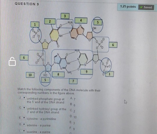 QUESTION 9 1.25 points ✓ Saved Match the following components of the DNA molecule with their corresponding numbers in the fig