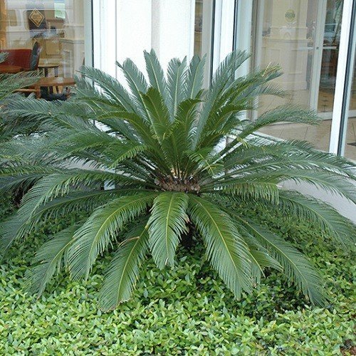 Image result for cycas