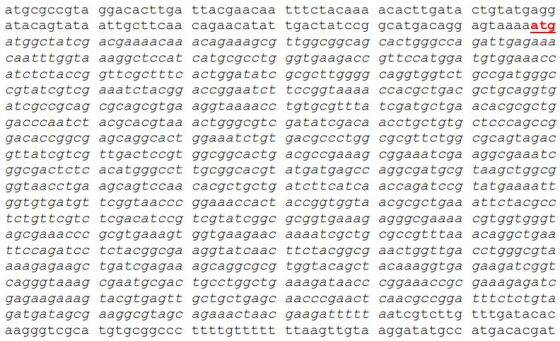 atgcgccgta ggacacttga ttacgaacaa tttctacaaa acacttgata ctgtatgagg atacagtata attgcttcaa cagaacatat tgactatccg gcatgacagg agta