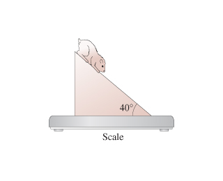 Scale