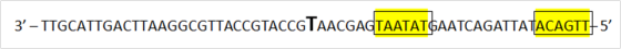 3– TTGCATTGACTTAAGGCGTTACCGTACCGTAACGAGTAATATGAATCAGATTATACAGTT-5%