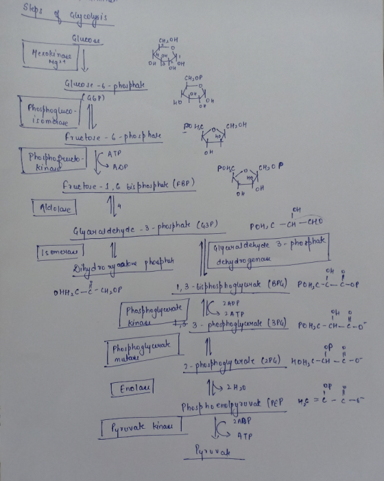 Sleps of Glycolysis Glucose Her Glucose CHIOH CH₂OH FO K4.0H Hexokinase M9+ Oh lo k oh Gluco de t, -phophale CH₂OP O Kow, 46