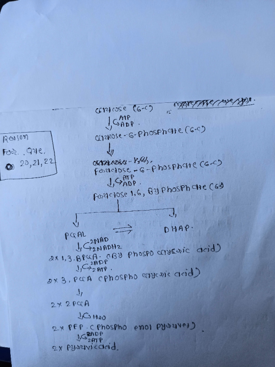 premiere you CA12 cose 66-67 altzhose - G-Phosphate (6-6) Reason Forr. gue. 0 20, 21, 22 ) CAROSE-Y, Forsictose -b-phosphate
