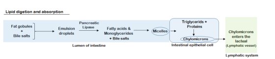 Lipid digetion and absorption Fat gobules Pancreatic Lipase Triglycerids + Proteins Emulsion droplets Micelles Bile salts Fat