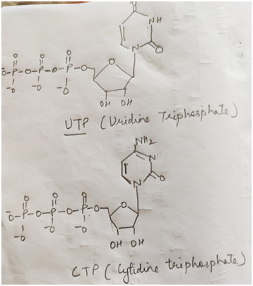 8-p-o-P-o-P-a oh oh UTP (Uridine Teiphosphate) o-f-o-p-o-promo - OH OH CTP ( lyftidine triphosphate)