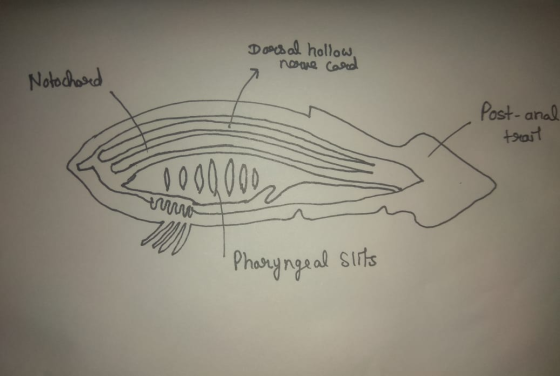 Dores al hollow norge Carol Notochared Post- anal trait Pharyngeal slits