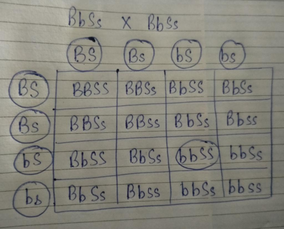 B bSs x Bbss (BS) BBSS BBSS Bb5 BbSs (BS) BBSS BBSS Bb Bbss [ b$ ᏴᏏ Ꮪs Ꮟss ᏏᏏss (bs) Bb Ss Bbss bbss boss