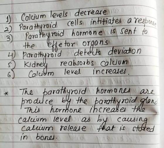 3) Calcium levels decrease iny) 2) Parathyroid cells intitiates a resbone 3) Parathyroid hormone is sent to on the effetor or
