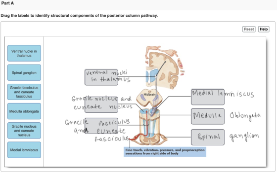 Part A Drag the labels to identify structural components of the posterior column pathway. Reset Help Ventral nuclei in thalam