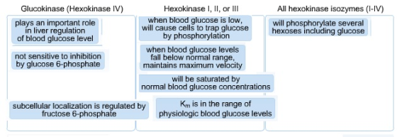 Glucokinase (Hexokinase IV) Hexokinase, or llI All hexokinase isozymes (-V) plays an important role in liver regulation of bl
