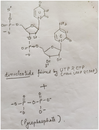 in 0= 22 -o-a - P OH OH dinucleotide ned by UTP P CTP. I crow UMP RCMP) + -o-88-0-8-0- (Pyrophosphate).