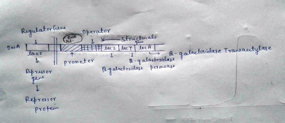 Regulator kene RNA pol- 1 DNA I laci operator 116 structorals gene HH lac 2 lac y lac A AL T 1 1 Q-galeetosidase Transactylas