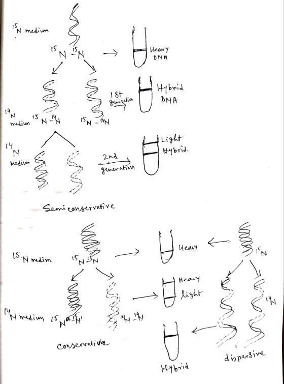 N medium may Heavy DNA La 1st generation Hybrid DNA medium is NI - Inn Light Hybrid 2nd medium generation - Semiconservative