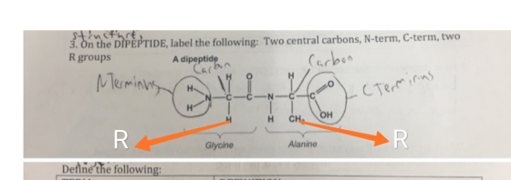 3. On the DIPEPTIDE, label the following: Two central carbons, N-term, C-term, two R groups A dipeptide Carbn Carben Meminuy