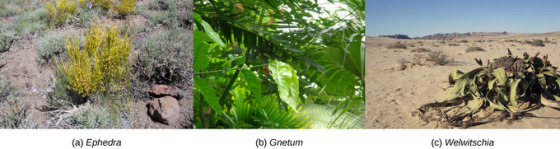 (a) Ephedra (b) Gnetum (c) Welwitschia