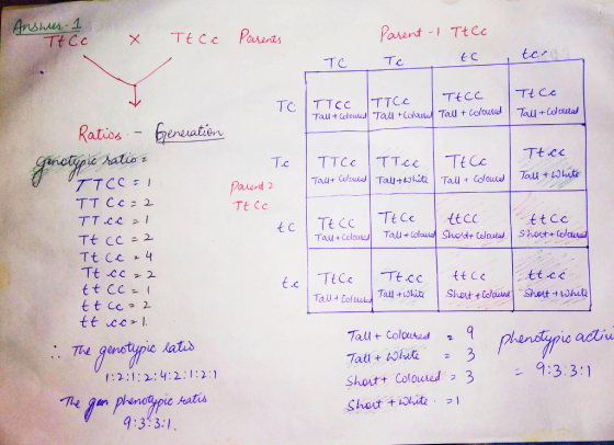 Anshr 1 Parent - TtCc tc Ratios gereation ereiatien TTCC TEC ttce 2 ael Ta SI . The genotypie lats Tall+ Coloutedq 2:1:2; y: 2 : 1 : 2 : 1 Short+ Coloute3 :3:3:1 4:3:3.1