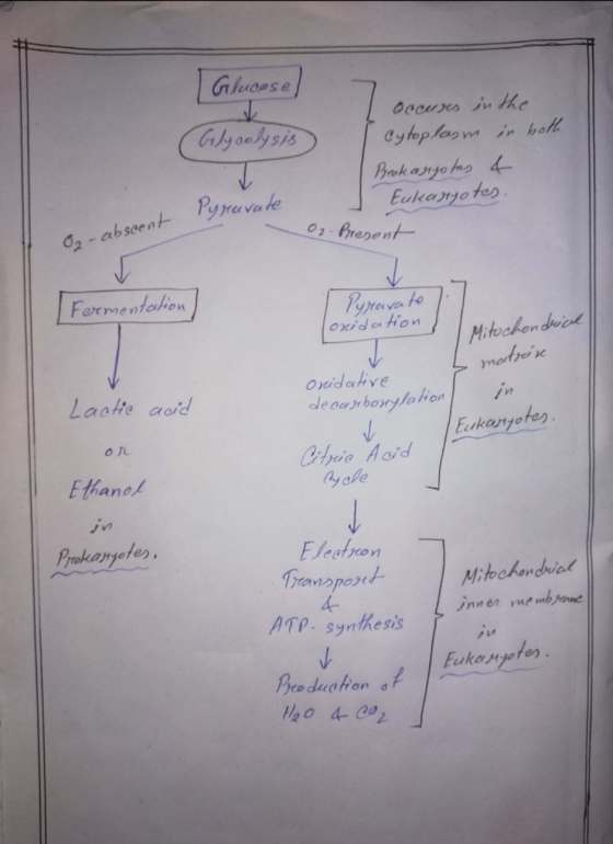 Glucose) (Glycolysis occuses in the Cytoplasm in both Brok asoyotas & Eukaryotes. Pyrave - O2. Present O2 - abscent Formentat