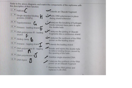 Refer to the above diagrams and match the components of the replisome with the description of their function Helicase Extends