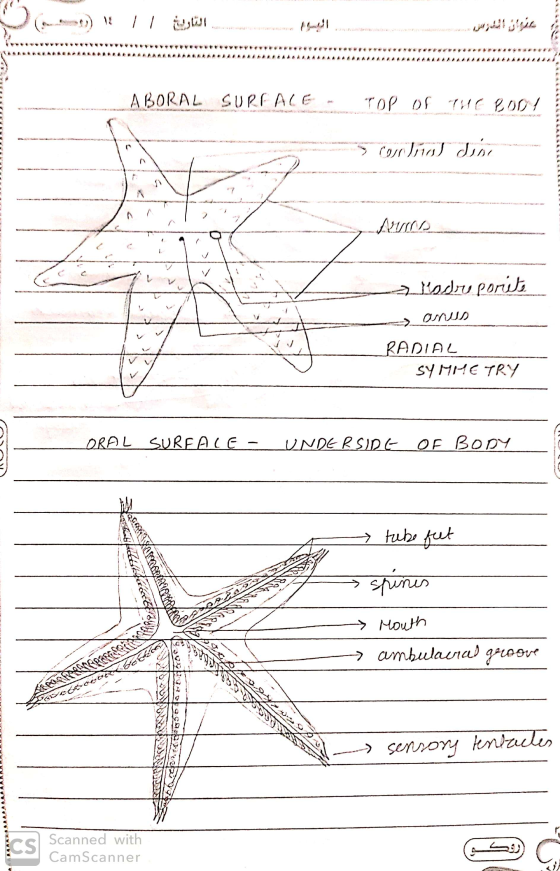 ( ) : Il l sepertinya, saya سازی بیش از ان - ABORAL SURFACE - TOP OF THE BOON - رل (17( )رد) My ولرم راموج ONUD RADIAL SYMMET