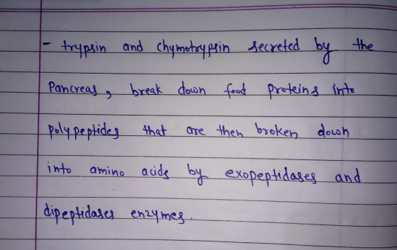 - trypsin and chymotrypsin secreted by the Pancreas a break down food proteins into Ipolypeptides that are then broken down i
