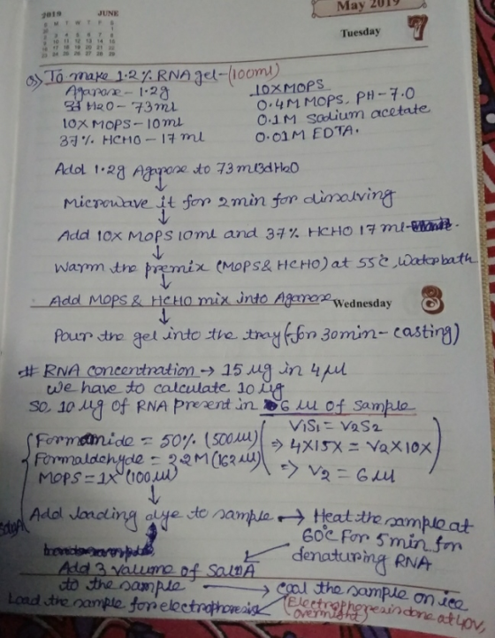 May 2019 2019 JUNE MTWT Tuesday 10 11 13 14 15 24 2027 2020 es To make 1.2%RNA gel-10omi) Agapore - 1.29 BH2O- 73ml 10X MOPS-