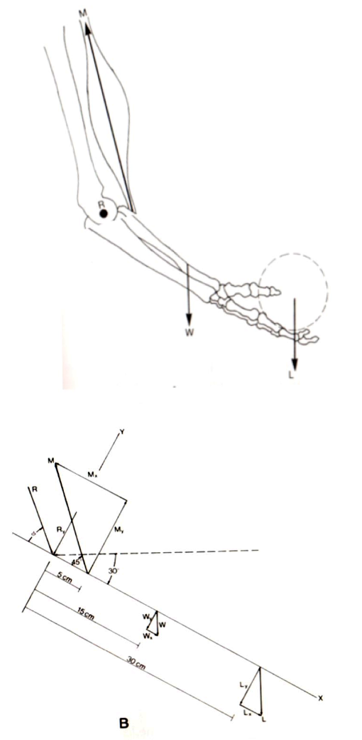 M. 5cm 15 cm 30 cm B