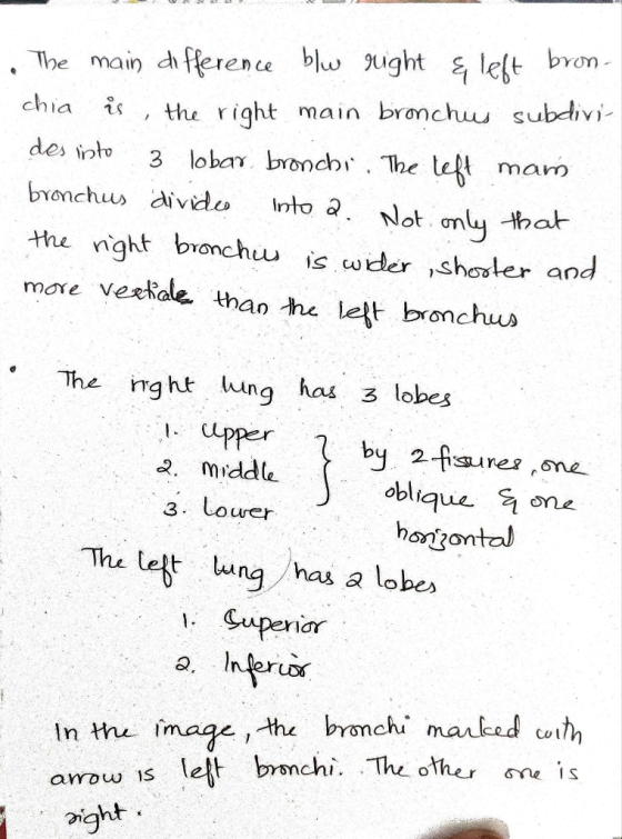 1 . The main difference blw gught & left bron - chia is the right main bronchus subdivi- des into 3 lobar bronchi. The left m