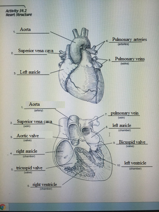 Activity 34.2 Heart Structure Aorta Pulmonary arteries (arteries) Superior vena 2. cava Palmonary veings Pulmo 5. (veins) a _