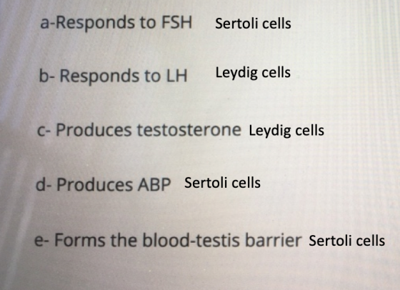 a-Responds to FSH Sertoli cells b- Responds to LH Leydig cells C- Produces testosterone Leydig cells d- Produces ABP Sertoli