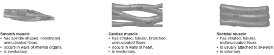 Smooth muscle has spindle-shaped, nonstriated uninucleated fibers. occurs in walls of intemal organs. is involuntary Cardiac