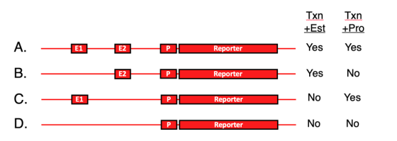 Txn +Est Txn +Pro A. E1 E2 P Reporter Yes Yes B. E2 P Reporter Yes No C. E1 р Reporter No Yes D. Р Reporter No No