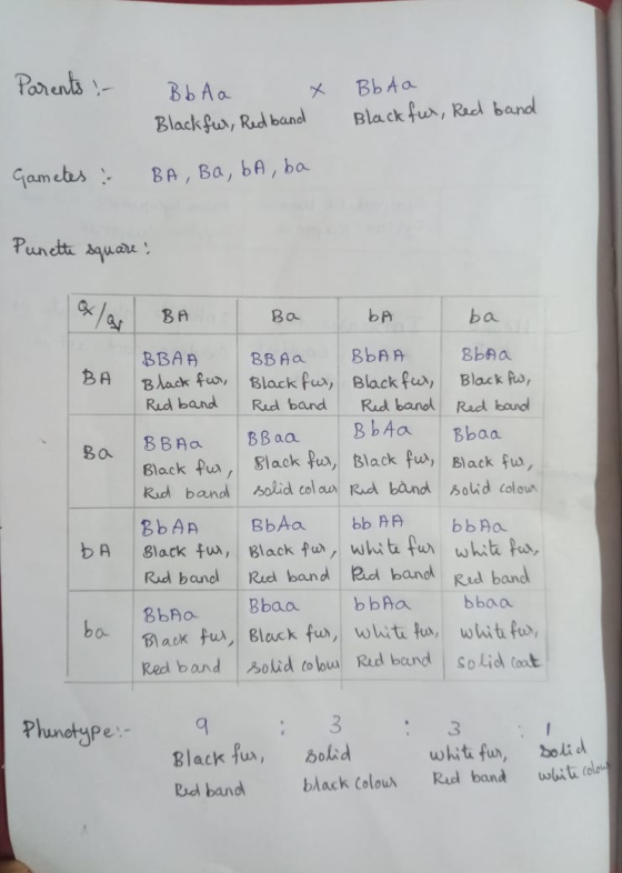 Parents :- Bb A a Bb ta Blackfur, Red band Blackfur, Redband Gametes : BA, Ba, ba, ba Punette square alar BA Ba bA ba BA Ba /