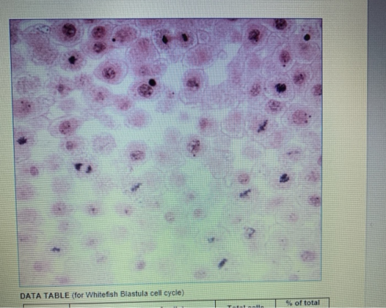 DATA TABLE (for Whitefish Blastula cell cycle) % of total