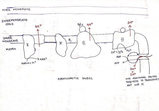 OUTER MEMBRANE INTERMEMBRANE SPACE Cyta 4HT 4Ht INNER MEMBRANE I MATRIX H2O 2H+ + ADP VNART NADH+ H+ Ата - 3H+ CHEMIOSMOTIC M