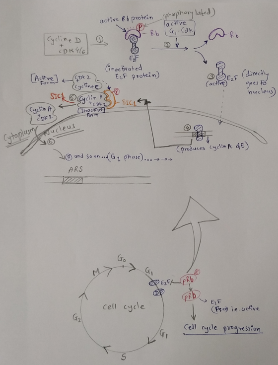 active Rb protein (phosphorylated) lactive Cycline Dlo - Rb LG - Cdk DKY EF (inactivated E₂F protein) (CDk 2 , (directly form