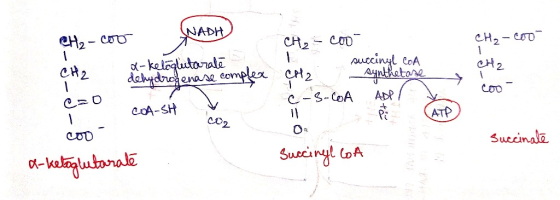 NADH CH3 -Coo CH₂-Coo CH2 CH2 CH₂ - cool succinyl COA CH2 synthetase C-S-COA ADP / x-ketoglutarale dehydrogenase complex t e=