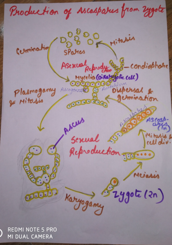 Production of Ascospores from zygote OOO is oo og Mitosis Germination spares Asexualfelrodyt 2-condiebhabe y Mycelia (oikabyo
