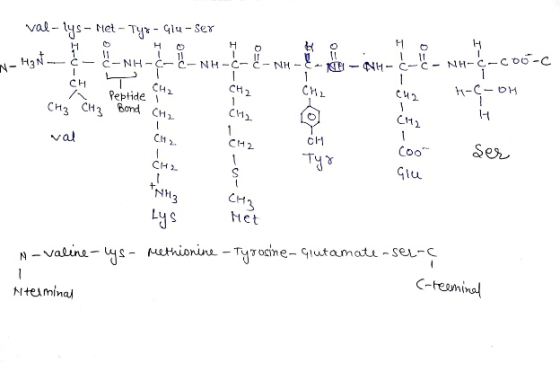 val-lys – Met - Tys - 914-sex 11 . CC-NH-CC- N - M₂1 -NH-C-COO-C H-C-on Peptide CH) ? CH₃ CH3 rebond cha *--0-3 -2-87 wal ser
